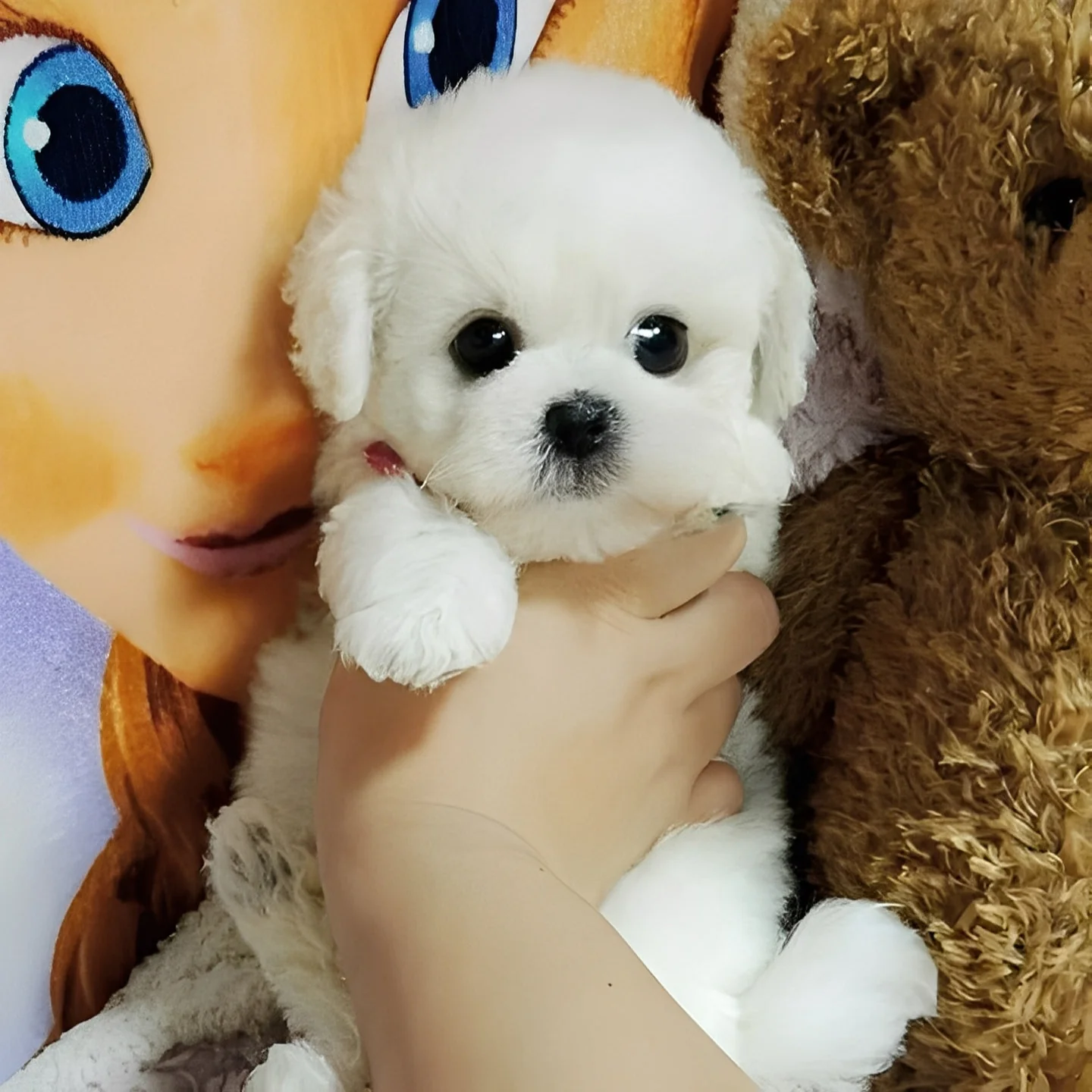 Teddy Dog Plush Toy