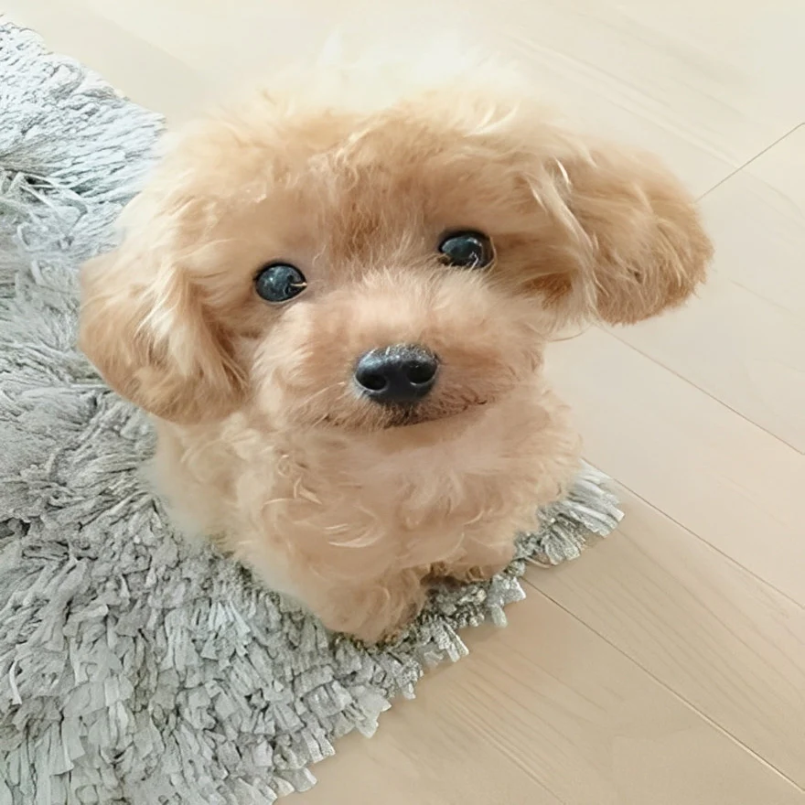 Teddy Dog Plush Toy - Image 3