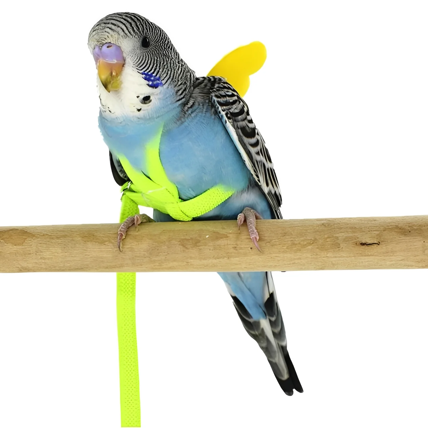 Bird Harness and Leash for Parrots - Image 5