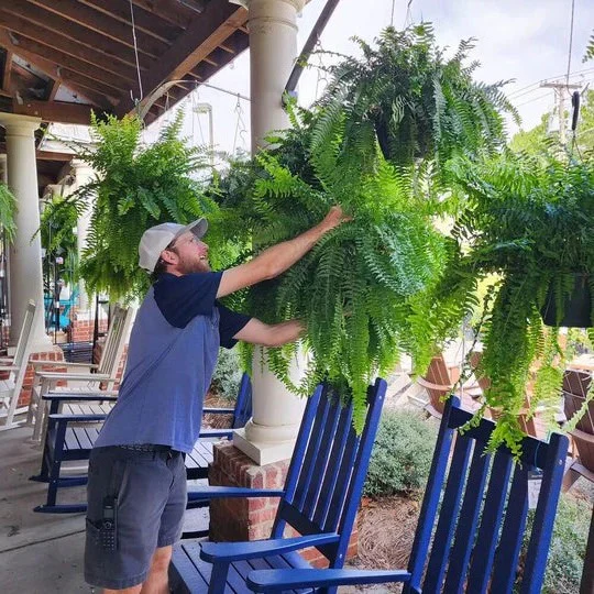 Decorative Artificial Boston Fern for Porch and Balcony Display - Image 5