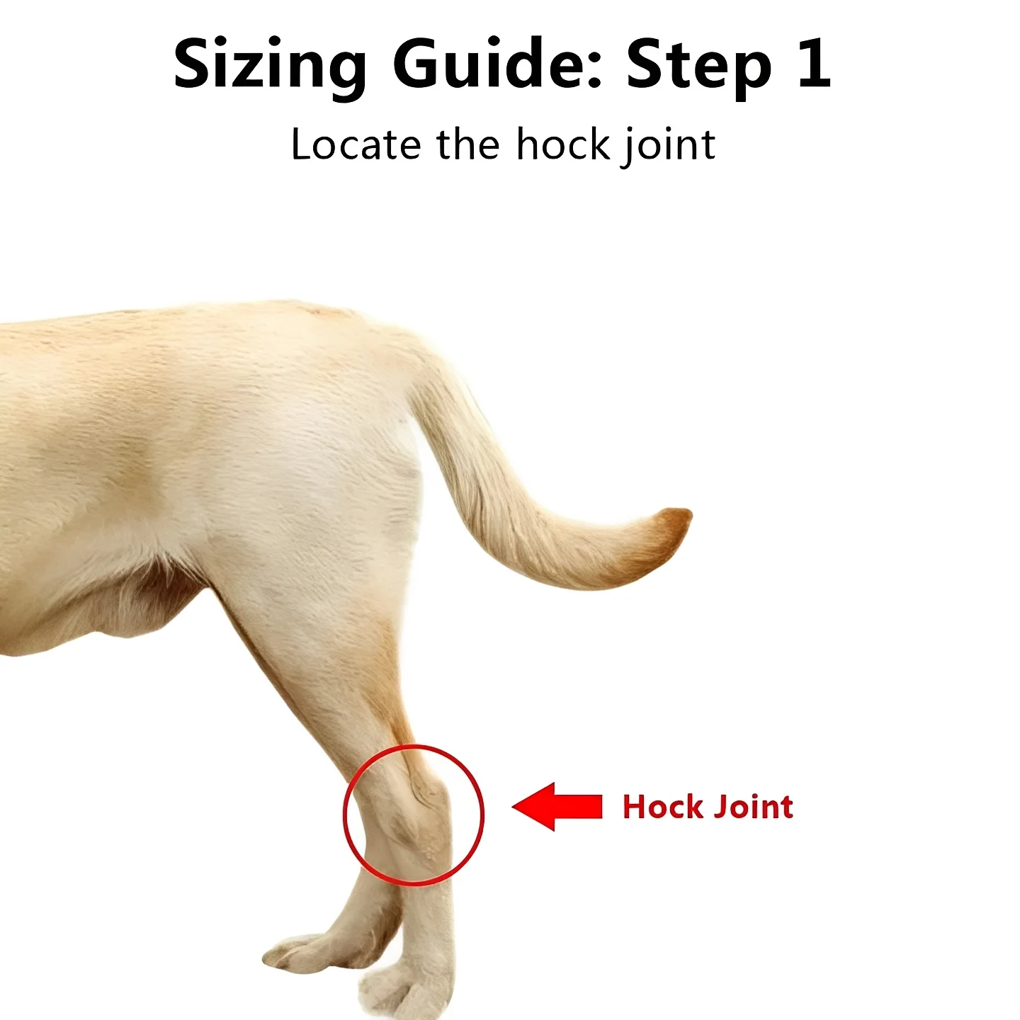 Dog Leg Support Brace with Adjustable Straps - Image 3