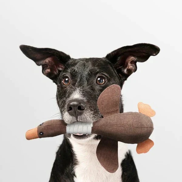 Reinforced Goose Plush Dog Toy with Textured Fabric - Image 11