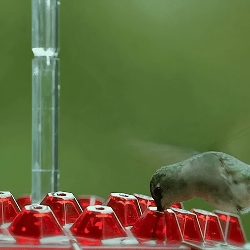 Hanging Hummingbird Feeder Ant Proof Design with Moat - Image 5
