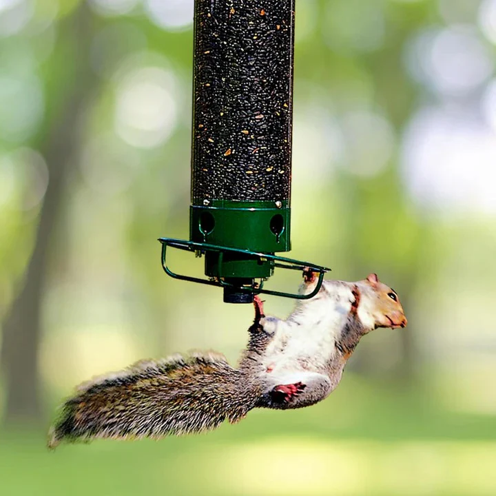 Bird Feeder with Squirrel Deterrent Features - Image 2