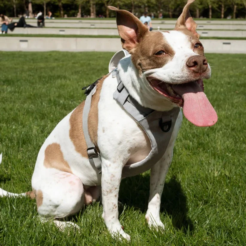 Adjustable Dog Harness with Magnetic Buckle and Front Back Clips - Image 8