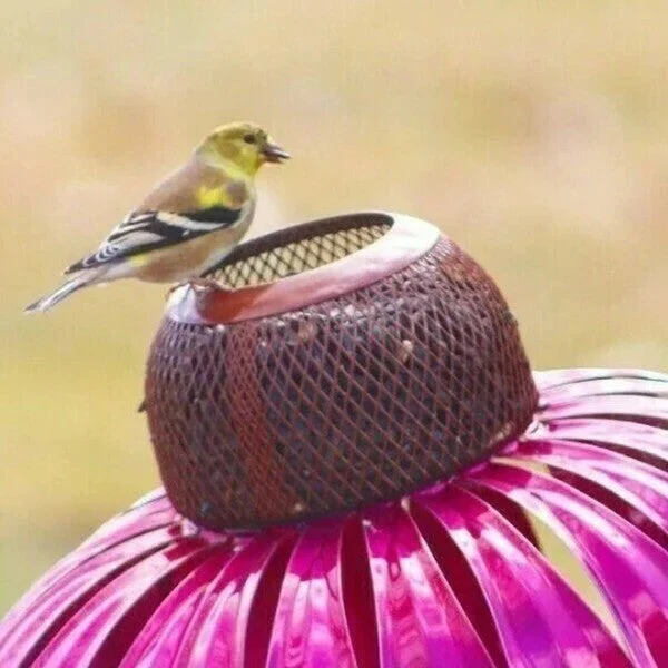 Outdoor Coneflower Bird Feeder with Durable Metal Seed Dish - Image 6