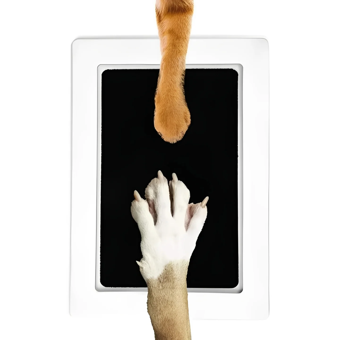Pet Paw Print Impression Kit for Dogs - Image 8