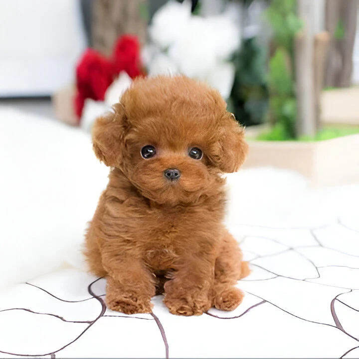 Puppy Plush Toy with Synthetic Fur and Weighted Filling - Image 2