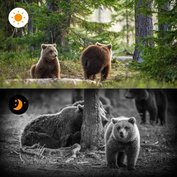 Trail Camera with PIR Motion Sensor and Infrared Night Capture - Image 2